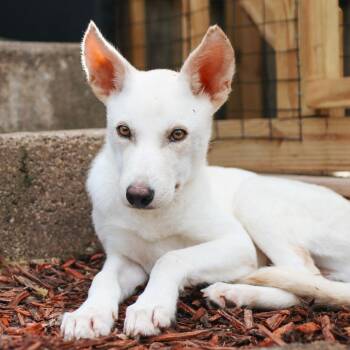 Wiley -  Shepherd and Mixed Breed Dog for Adoption in Rochester, Minnesota - Wiley | PetCurious