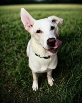 Rescue German Shepherd Dog and Labrador Retriever Dogs for Adoption in Los Angeles, California - Bialy | PetCurious