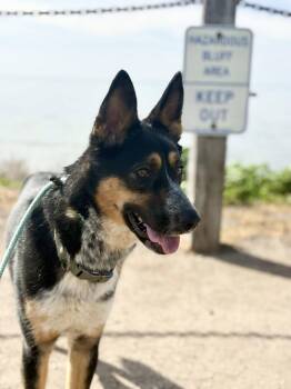 Australian Cattle Dog Blue Heeler and Border Collie Dogs Available for Adoption - Max | PetCurious