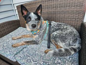 Australian Cattle Dog Blue Heeler Dogs Available for Adoption in Westwood, New Jersey - Moby (URGENT Foster Or Adopter Needed!) | PetCurious