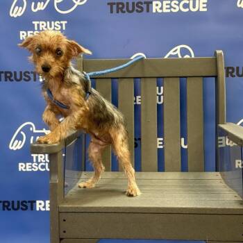 GABBI -  Yorkshire Terrier Dog for Adoption in Waterford, New Jersey - GABBI | PetCurious