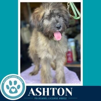 Ashton 060626 -  Wheaten Terrier Dog for Adoption in Kimberton, Pennsylvania - Ashton 060626 | PetCurious