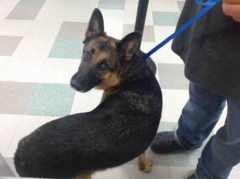 A476841 -  German Shepherd Dog Dog for Adoption in Oklahoma City, Oklahoma - A476841 | PetCurious
