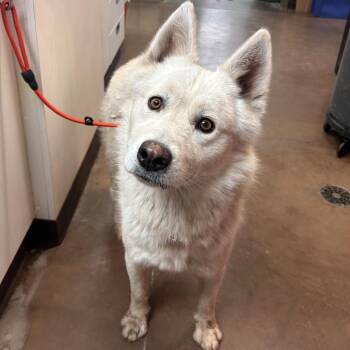 Cascade -  Husky Dog for Adoption in Flagstaff, Arizona - Cascade | PetCurious