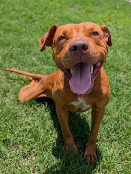 GOOD-BOY -  American Staffordshire Terrier Dog for Adoption in San Antonio, Texas - GOOD-BOY | PetCurious