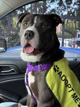 Shaw -  Terrier and Retriever Dog for Adoption in Newport, New Hampshire - Shaw | PetCurious