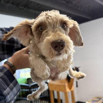 Whitney -  Schnauzer Dog for Adoption in Blue Springs, Missouri - Whitney | PetCurious