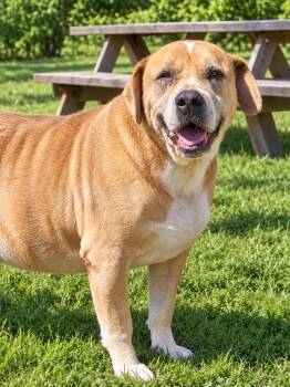 Diesel -  Mixed Breed Dog for Adoption in Orangeburg, South Carolina - Diesel | PetCurious