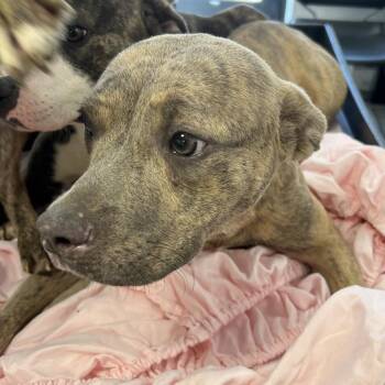 Goldilocks -  Mixed Breed Dog for Adoption in West Chester, Pennsylvania - Goldilocks | PetCurious