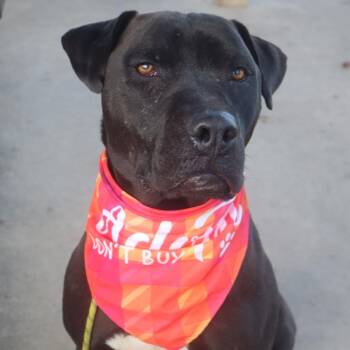 Negan -  Mixed Breed Dog for Adoption in Columbiana, Alabama - Negan | PetCurious