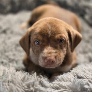 Ulrich JuM -  Pointer and Mixed Breed Dog for Adoption in Austin, Texas - Ulrich JuM | PetCurious