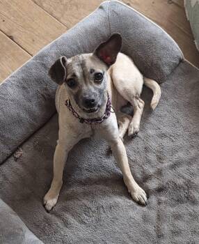Harley Quinn -  Chihuahua and Greyhound Dog for Adoption in Clay, New York - Harley Quinn | PetCurious