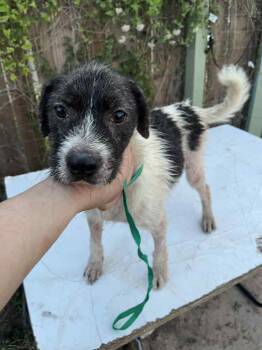 Rescue Terrier Dogs for Adoption in Brewster, New York - Arctic | PetCurious