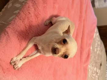 Minnow -  Chihuahua Dog for Adoption in North Freedom, Wisconsin - Minnow | PetCurious