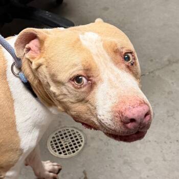 Rocko -  Pit Bull Terrier Dog for Adoption in Yuma, Arizona - Rocko | PetCurious