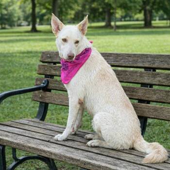 German Shepherd Dog Dogs Available for Adoption - MARSHMALLOW GS  | PetCurious