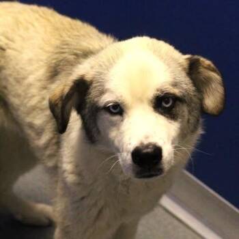 26-00928 -  Border Collie Dog for Adoption in Fredericksburg, Virginia - 26-00928 | PetCurious