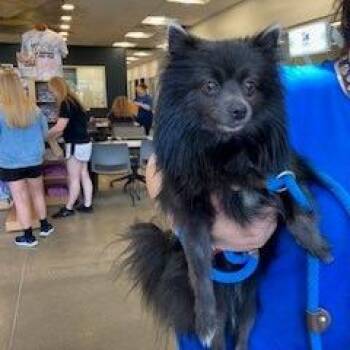 YORK-Stray-16181 -  Pomeranian Dog for Adoption in York, Pennsylvania - YORK-Stray-16181 | PetCurious
