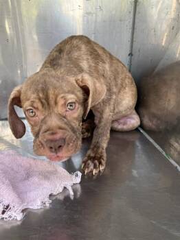 WESTMORE -  Mixed Breed Dog for Adoption in Dallas, Texas - WESTMORE | PetCurious