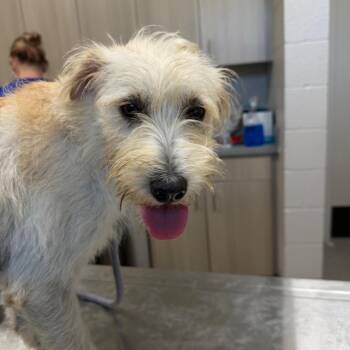 Mixed Breed Dogs Available for Adoption - Sky | PetCurious