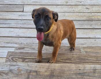 Dachshund Dogs Available for Adoption - Gator | PetCurious