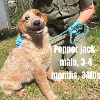 Cattle Dog Dogs Available for Adoption in Troy, Virginia - Pepper Jack | PetCurious