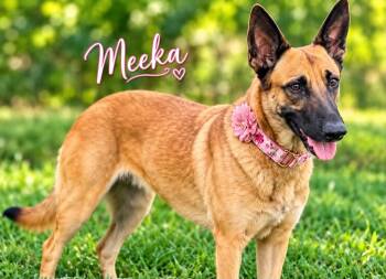 MEEKA GS -  German Shepherd Dog Dog for Adoption in Lucas, Texas - MEEKA GS | PetCurious