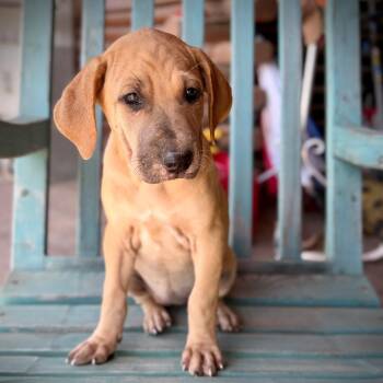 Raisin -  Mixed Breed Dog for Adoption in Monticello, Iowa - Raisin | PetCurious