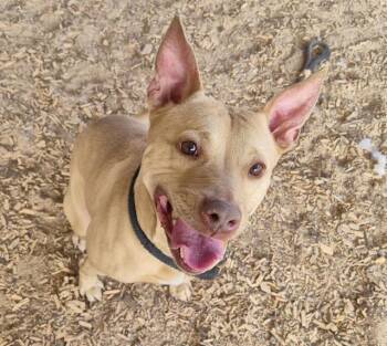 Pit Bull Terrier and Mixed Breed Dogs Available for Adoption - ROSEBUD | PetCurious