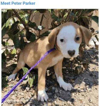 Peter Parker -  Pit Bull Terrier Dog for Adoption in Salt Lake City, Utah - Peter Parker | PetCurious