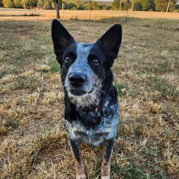 Rescue Australian Cattle Dog Blue Heeler Dogs for Adoption in Springfield, Missouri - Ranger | PetCurious