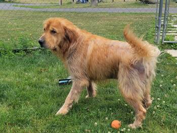 Sampson -  Golden Retriever Dog for Adoption in Chambersburg, Pennsylvania - Sampson | PetCurious