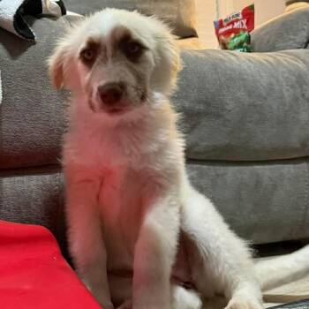 Great Pyrenees and Shepherd Dogs Available for Adoption in Dysart, Iowa - Tulip  | PetCurious