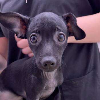 Tinker Bell -  Dachshund Dog for Adoption in Chico, California - Tinker Bell | PetCurious