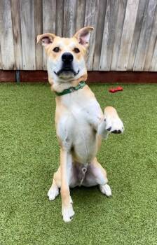 Knack -  Mixed Breed Dog for Adoption in Eugene, Oregon - Knack | PetCurious