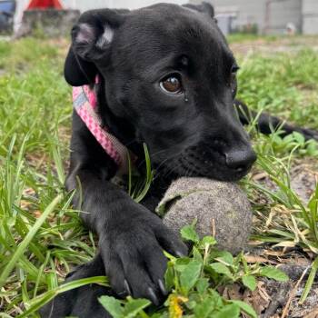 Piper -  Labrador Retriever Dog for Adoption in Lakewood Ranch, Florida - Piper | PetCurious