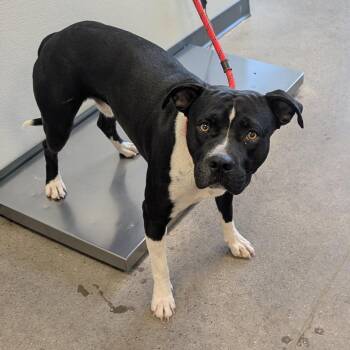Bruno -  Mixed Breed Dog for Adoption in Las Cruces, New Mexico - Bruno | PetCurious