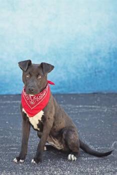 OPHELIA -  Labrador Retriever and Mixed Breed Dog for Adoption in Belleville, Illinois - OPHELIA | PetCurious