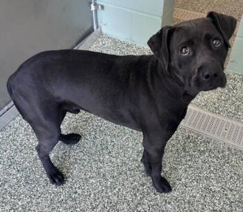 Rescue Labrador Retriever and Mixed Breed Dogs for Adoption in Salisbury, North Carolina - RON | PetCurious