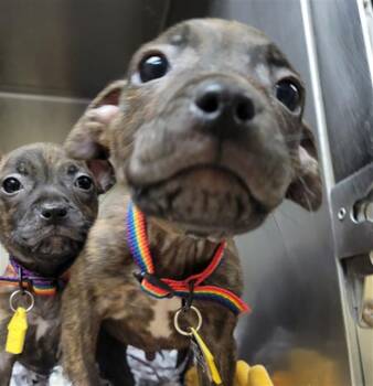 STEWART -  Pit Bull Terrier and Pointer Dog for Adoption in St. Louis, Missouri - STEWART | PetCurious