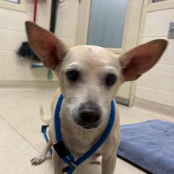 Elote -  Chihuahua and Mixed Breed Dog for Adoption in Murray, Utah - Elote | PetCurious