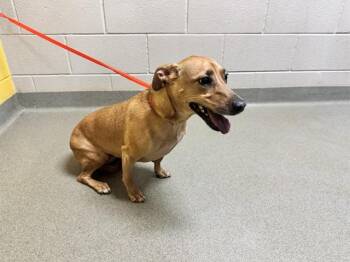 Dachshund and Mixed Breed Dogs Available for Adoption in Colorado Springs, Colorado - SOPHIE | PetCurious