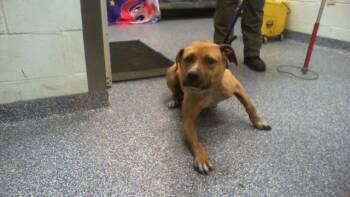 Pit Bull Terrier Dogs Available for Adoption in Charlotte, North Carolina - A1262632 | PetCurious