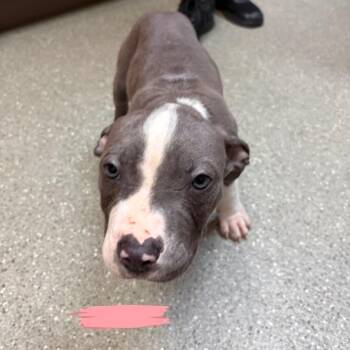 Pit Bull Terrier Dogs Available for Adoption in Wilmington, Delaware - Beaux | PetCurious
