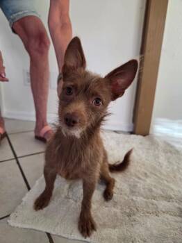 Ferdinand -  Cairn Terrier and Chihuahua Dog for Adoption in Phoenix, Arizona - Ferdinand | PetCurious