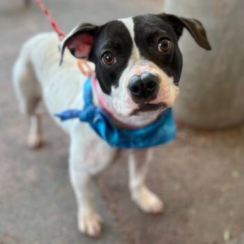 Pit Bull Terrier Dogs Available for Adoption in Richmond, Virginia - Domino | PetCurious