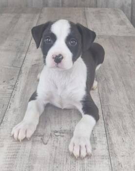 Mixed Breed Dogs Available for Adoption in Shreveport, Louisiana - Pancake | PetCurious