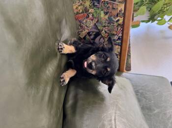 Rescue Miniature Pinscher and Dachshund Dogs for Adoption in Claremont, California - Posie | PetCurious