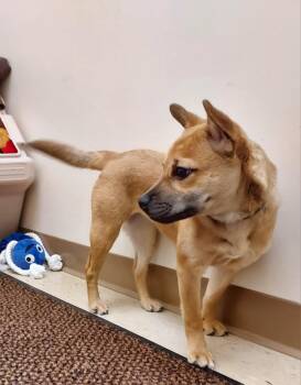 Rescue Shiba Inu and French Bulldog Dogs for Adoption in Falls Creek, Pennsylvania - Sheba | PetCurious