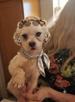 Sophia Loren -  Maltese Dog for Adoption in Los Angeles, California - Sophia Loren | PetCurious